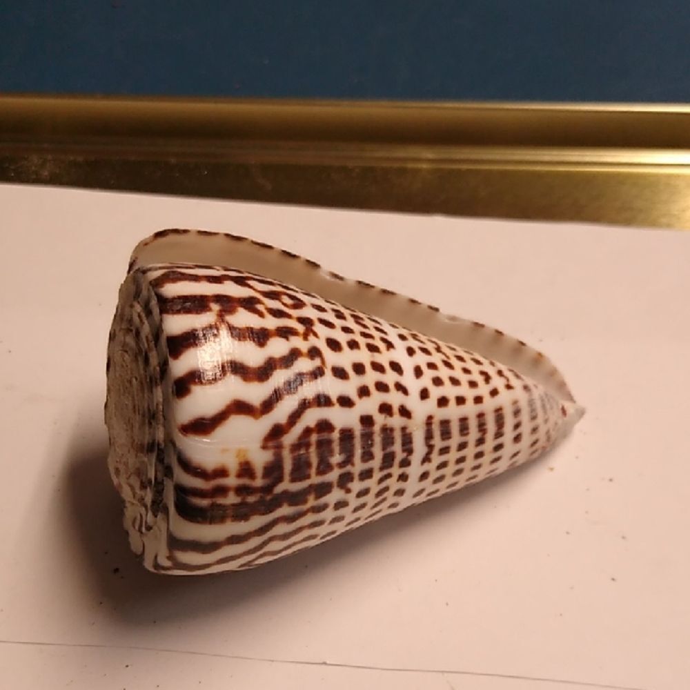 Decorative Brown and White Seashell Conus marmoreus marble cone Beach Seashore